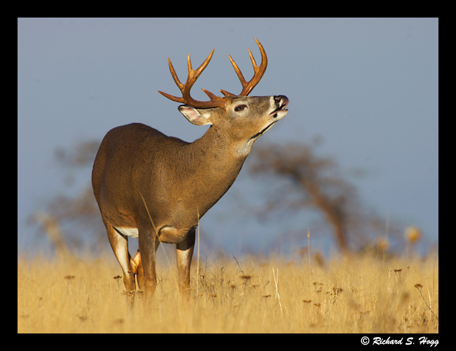 Shenandoah Buck