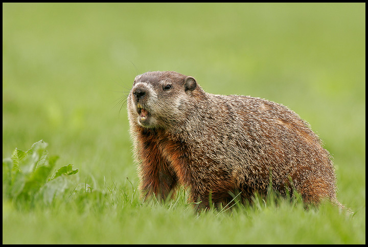 Groundhog