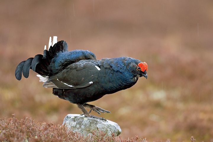 Black Grouse