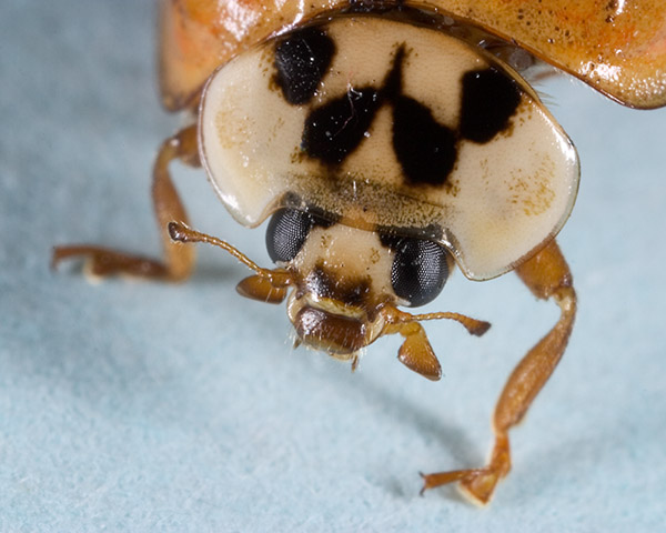 WC #113 Asian Lady Beetle