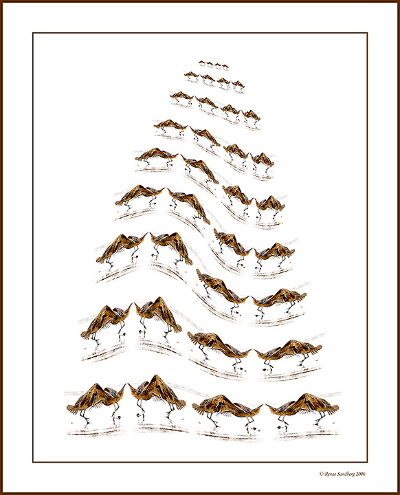 House of Birds