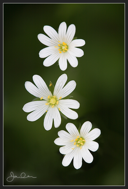 Greater Stitchwort