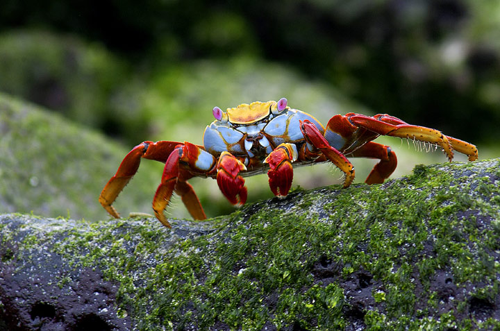 Galapagos Is. Crab
