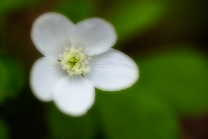 Wood Anemone Kent's Orton Style