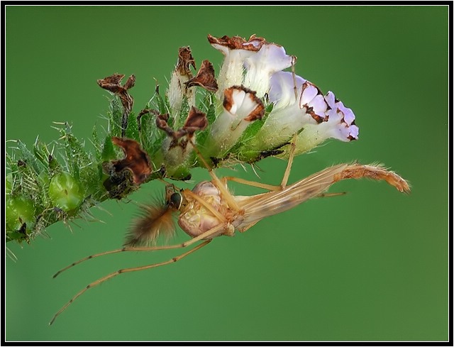 MIDGE