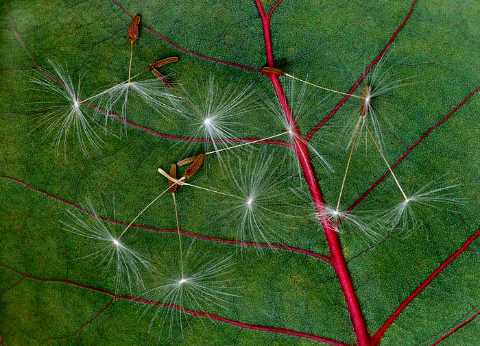 Dandelion Seeds