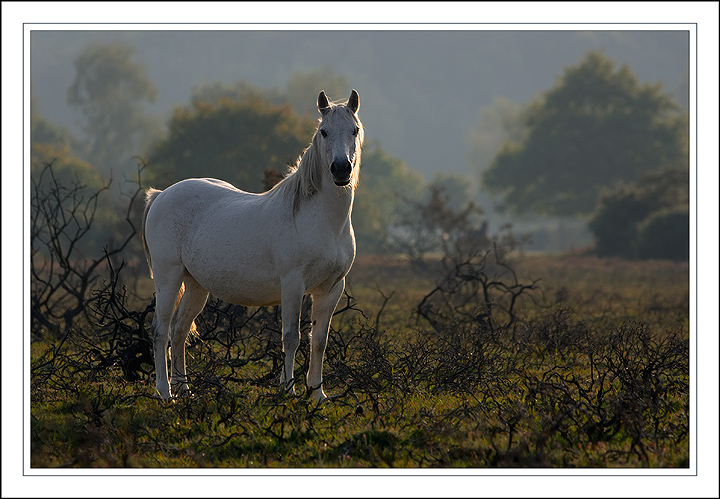 New Forest Pony.