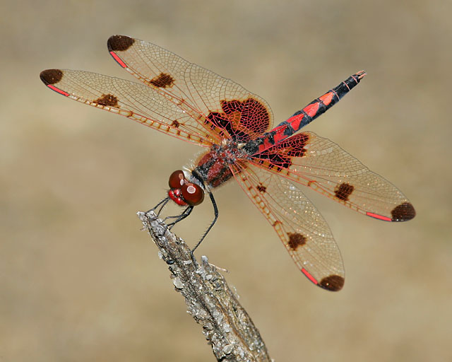 Calico Pennant