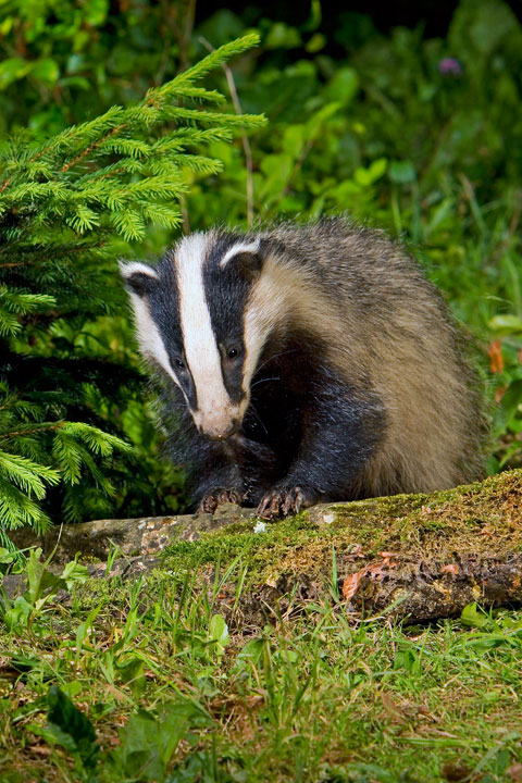 Another badger