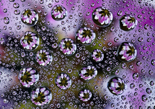 Lavender Dream