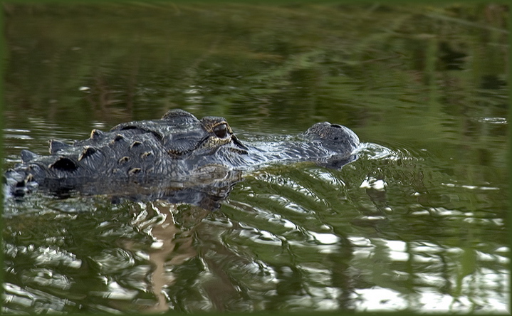 gator in green