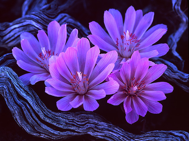 Bitterroot Beauties