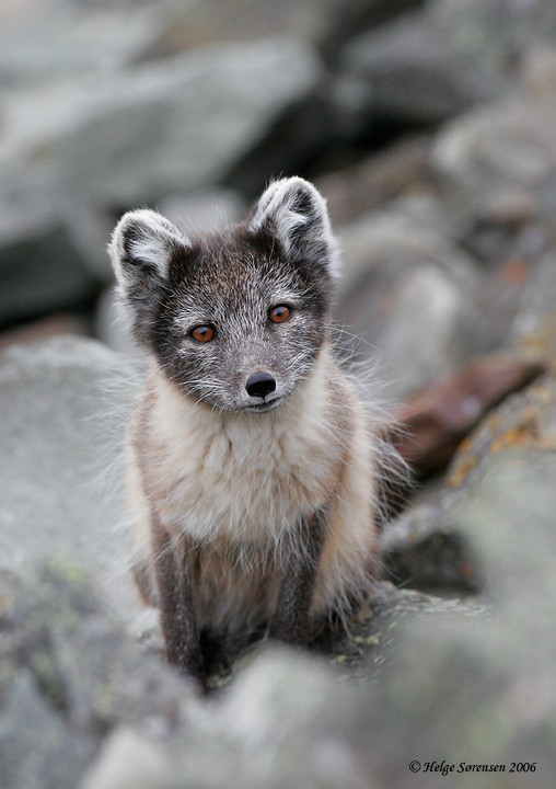 Arctic Fox