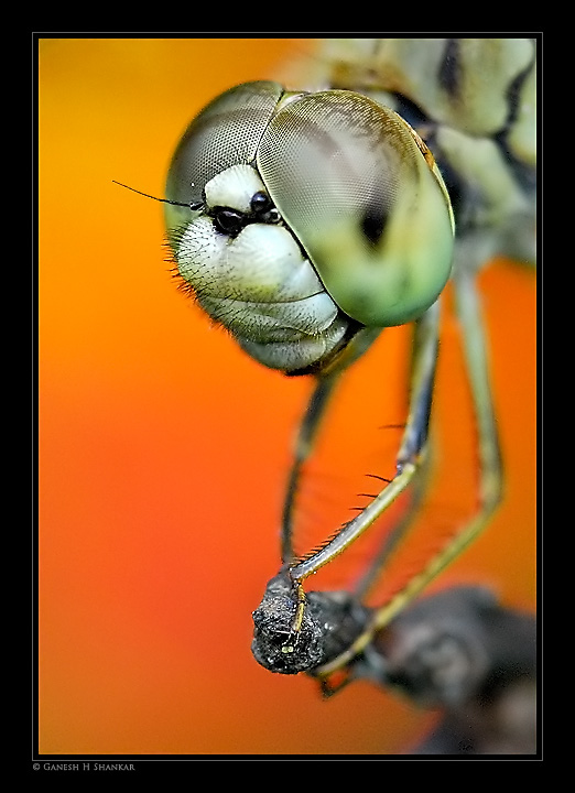 Dragonfly - a perspective