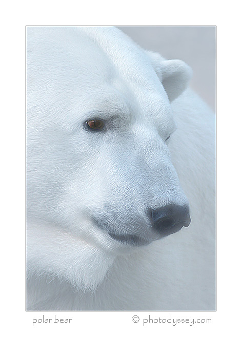 polar bear