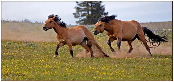 WC#236 Wild Horses