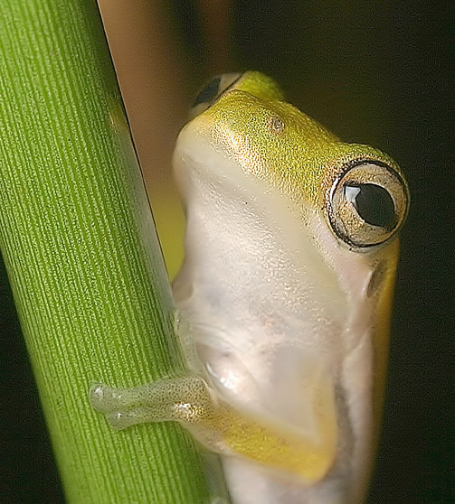 Green Tree Frog