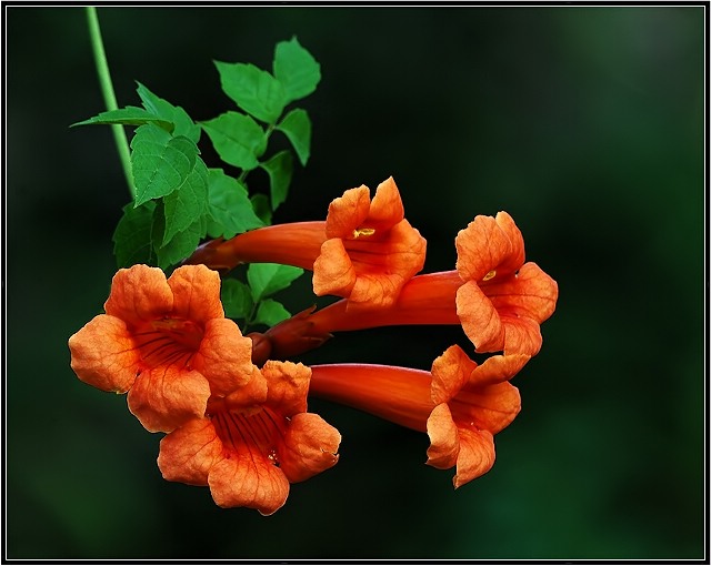 Trumphet Vine Flower