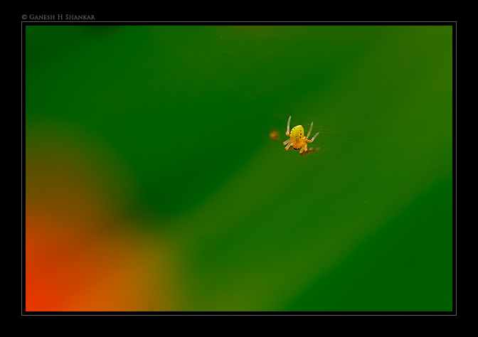 A Spider