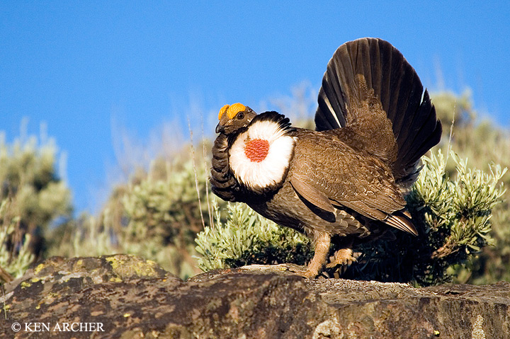 Blue (Dusky) Grouse
