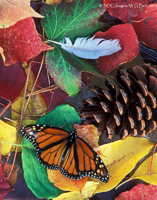 WC-104 Autumn birdbath