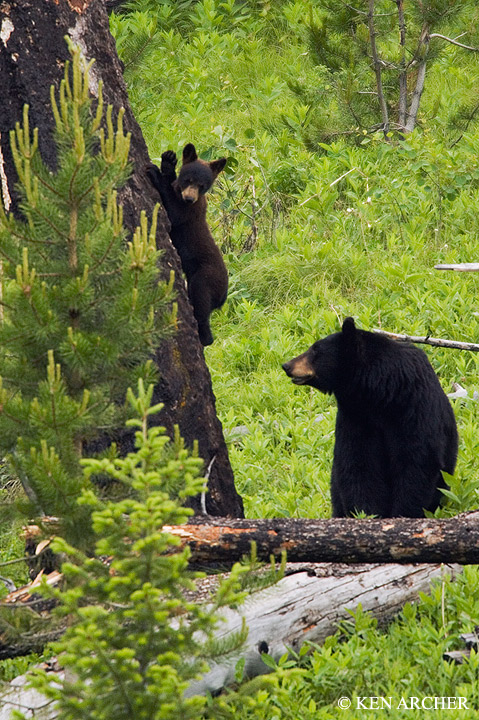 Black Bear Sow & Cub