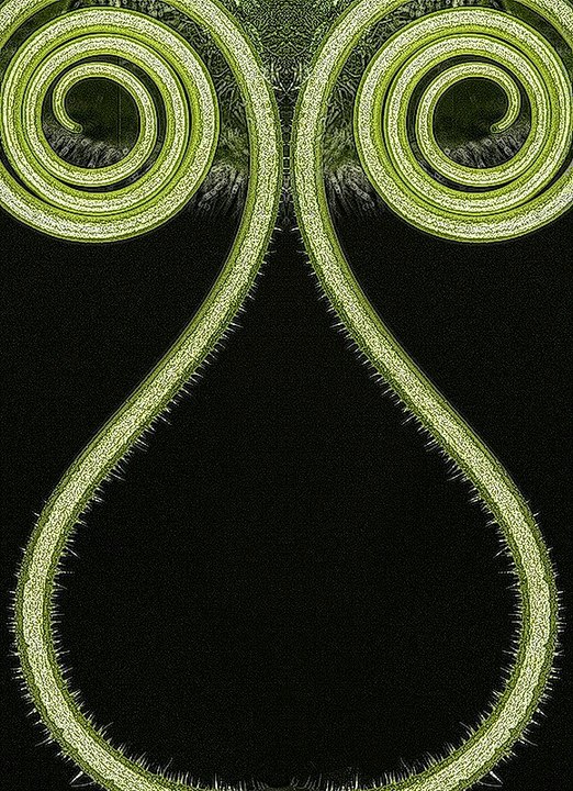 Cucumbers