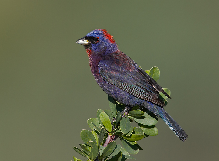 Varied Bunting