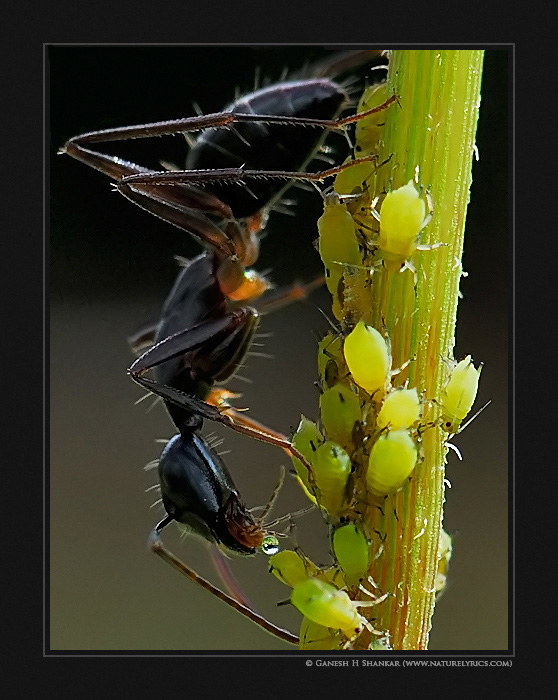 Aphids and an Ant