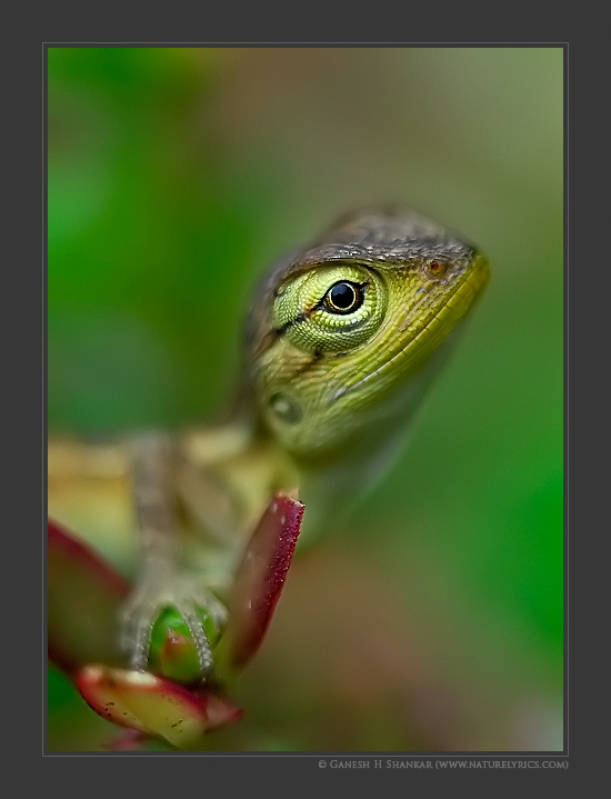 Lizard