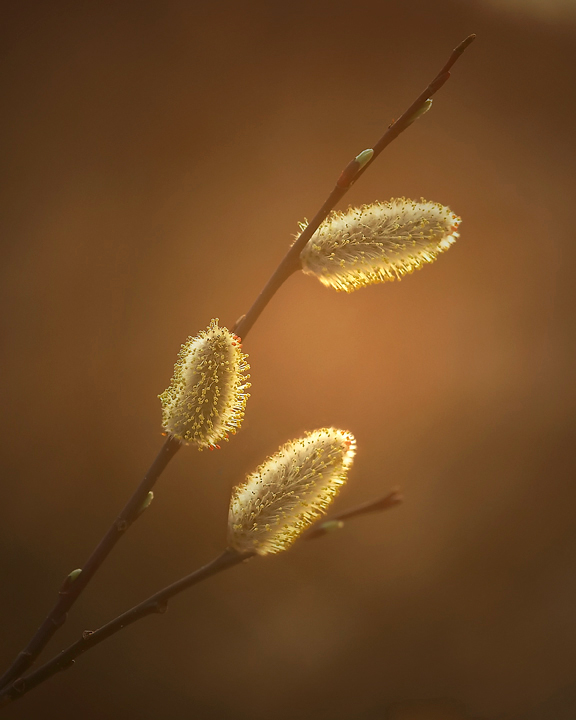 Pussy Willow