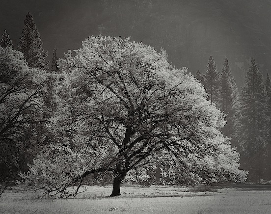 A Stately Elm