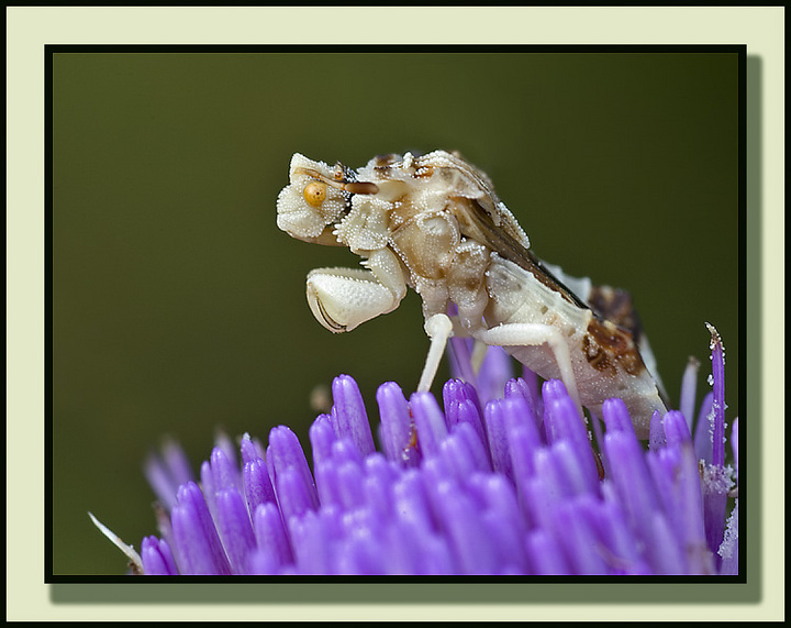 Ambush Bug