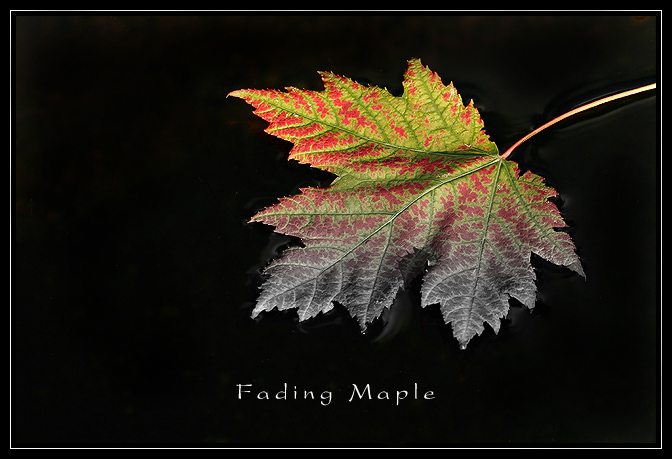 Fading Maple