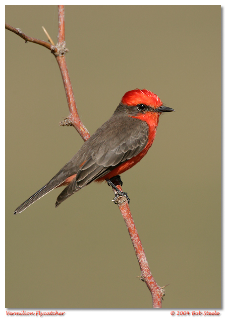 Vermilion Flycatcher
