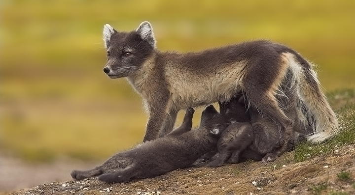 Arctic foxes drinking