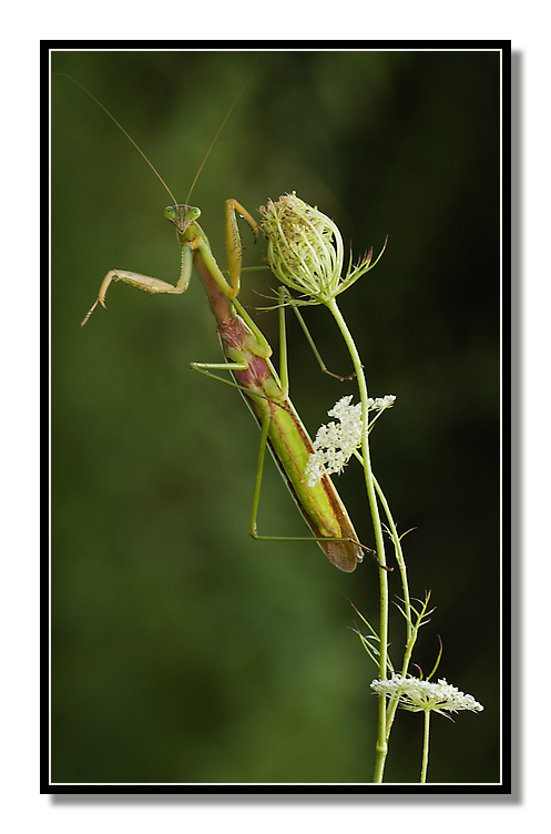 Pole dancing