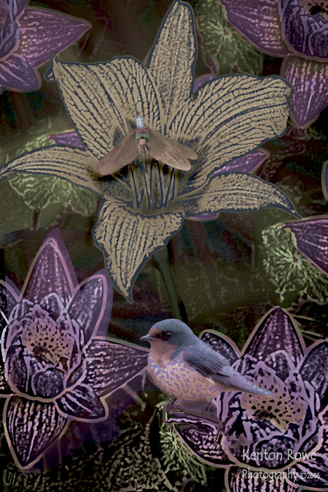 Moonlit Lilly Pond