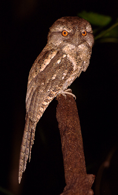 Marbled Frogmouth