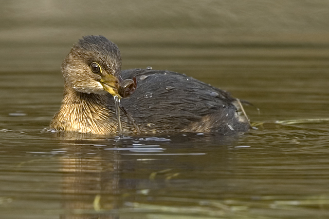Pied-billed Grebe and Leech