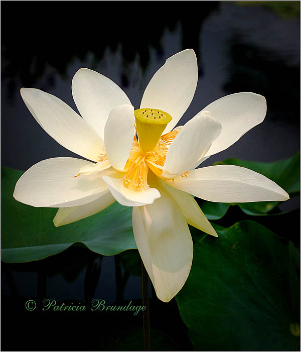 Lotus Blossom #4