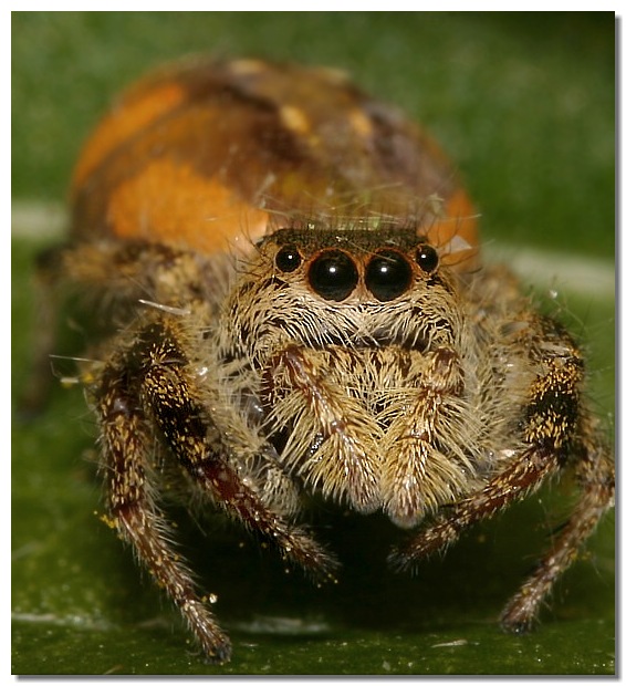 Spider's Face