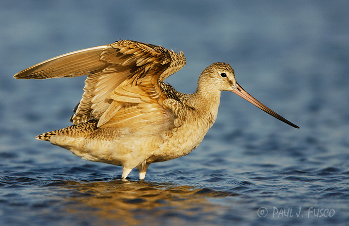 Marbled godwit