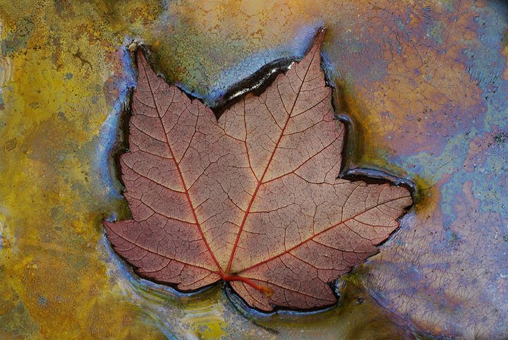 Red Maple In Swamp