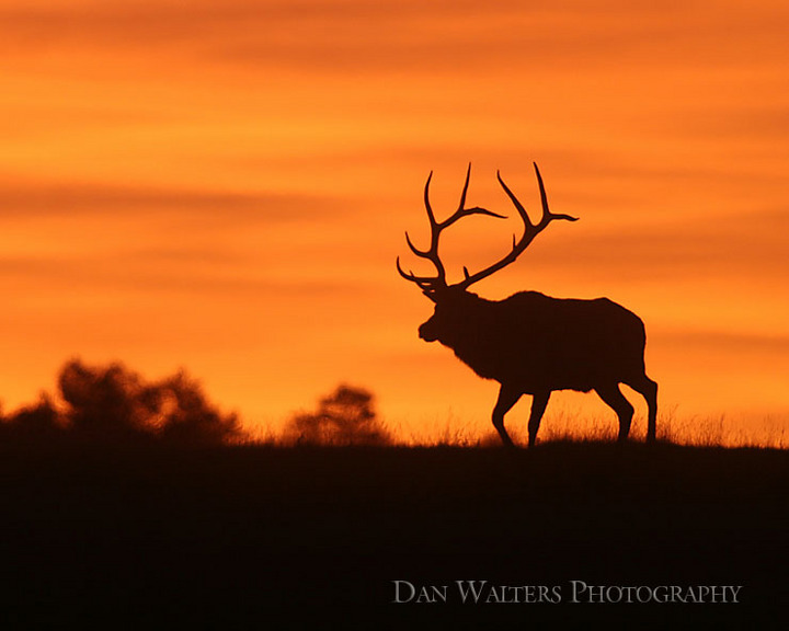 Elk and Repost