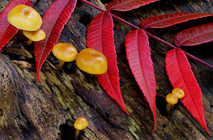 Sumac And Shrooms