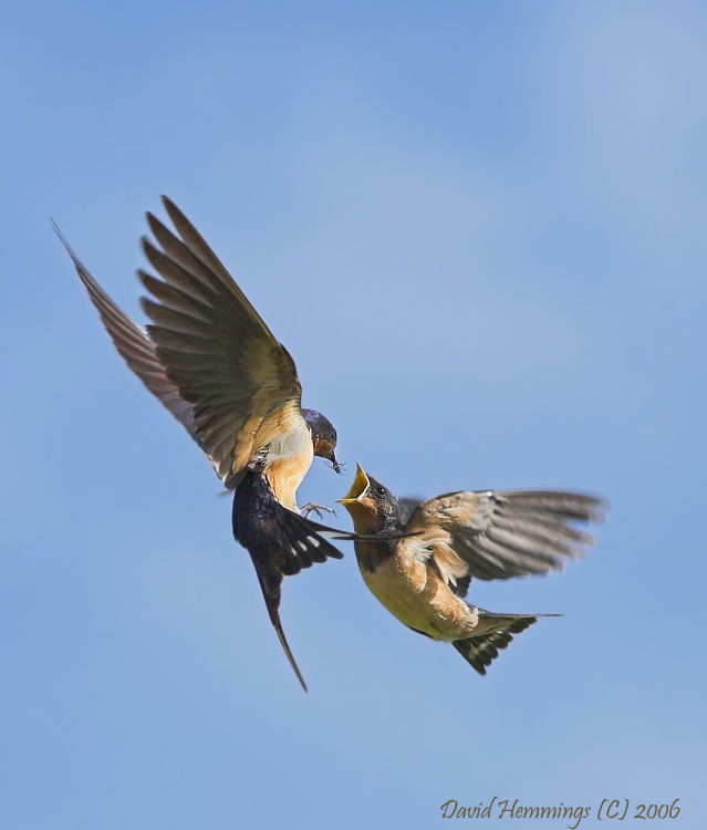 Barn Swallows