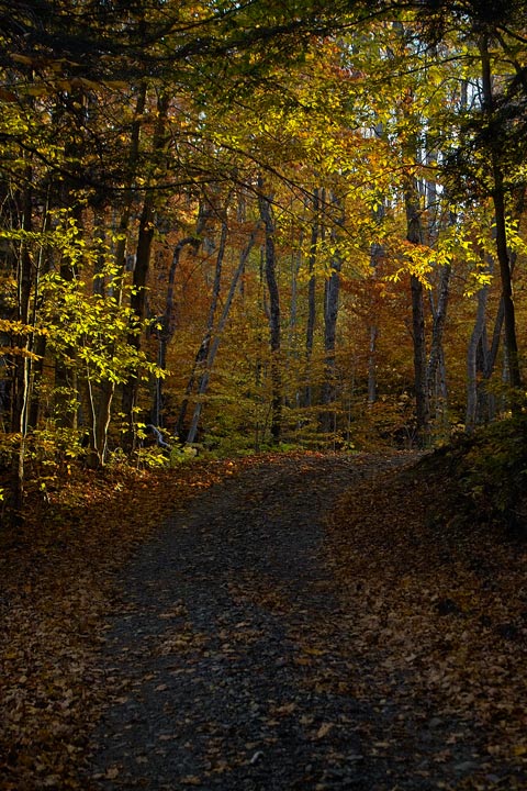 Autumn Road