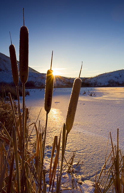 WC#252--Cold Marsh Sunrise