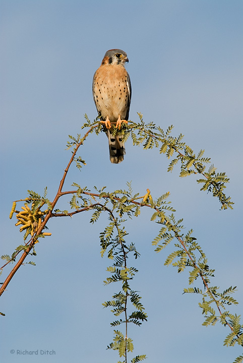 American Kestrel